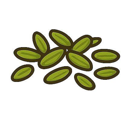 Green anise seeds : 2 tbsp

